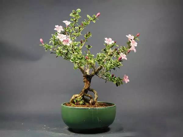 养花如何不把花养死,养花老是养死