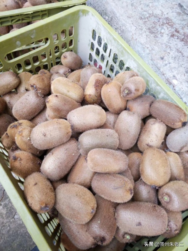 猕猴桃果子大小分级标准,猕猴桃品类区分标准是什么