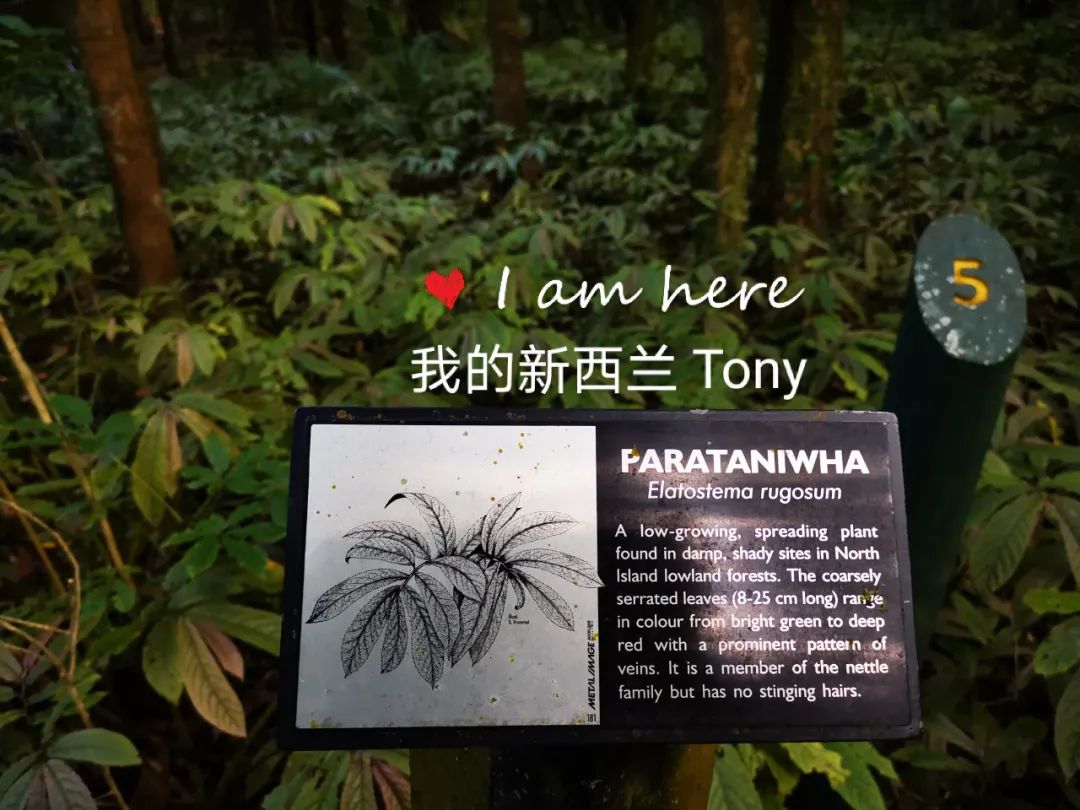 新西兰的雨林||皮龙亚狂想曲（7）