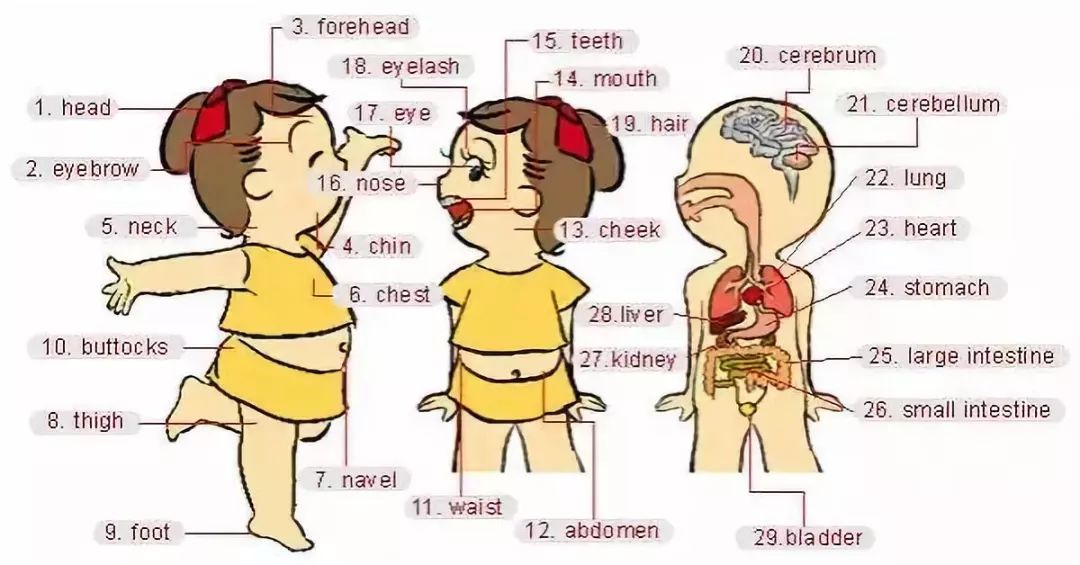 家庭物品英语单词图片大全,所有英语表达五张图全搞定