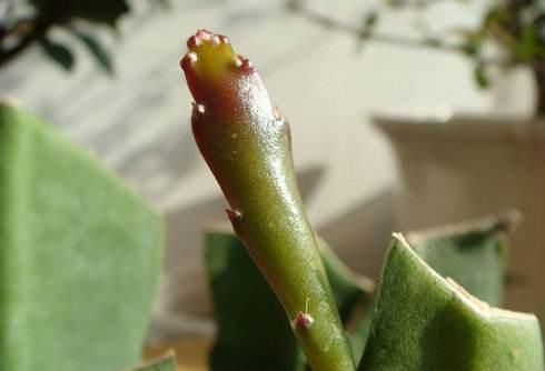 一棵仙人掌上长着三棵花,一棵多种开花仙人掌