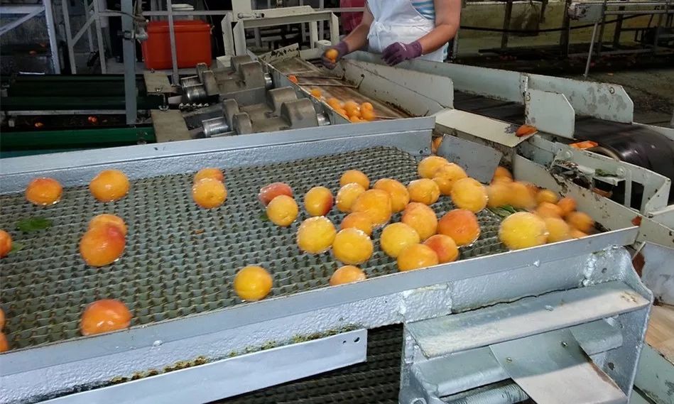 鱼罐头含高蛋白食物,鱼罐头营养评测