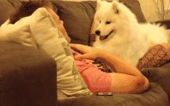 别再说笼养狗狗不好了,小恶魔萨摩耶