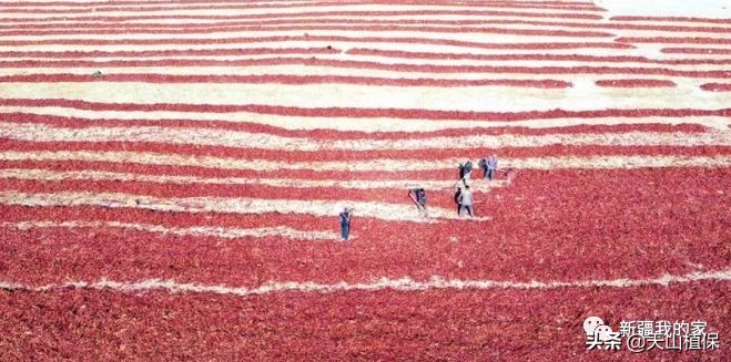 新疆南疆第一区阿拉尔地区,阿拉尔南疆重镇