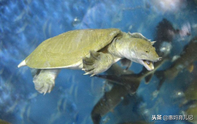 这6类食物在孕期要特别注意,这3种食物孕期可适当多吃