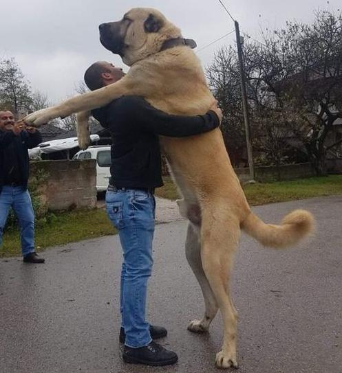 遇到凶猛的大狗如何应付,对付凶猛的狗最好的方法