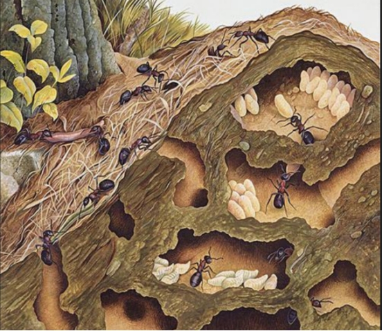 蚂蚁建地下王国,建设城市会考虑蚂蚁么