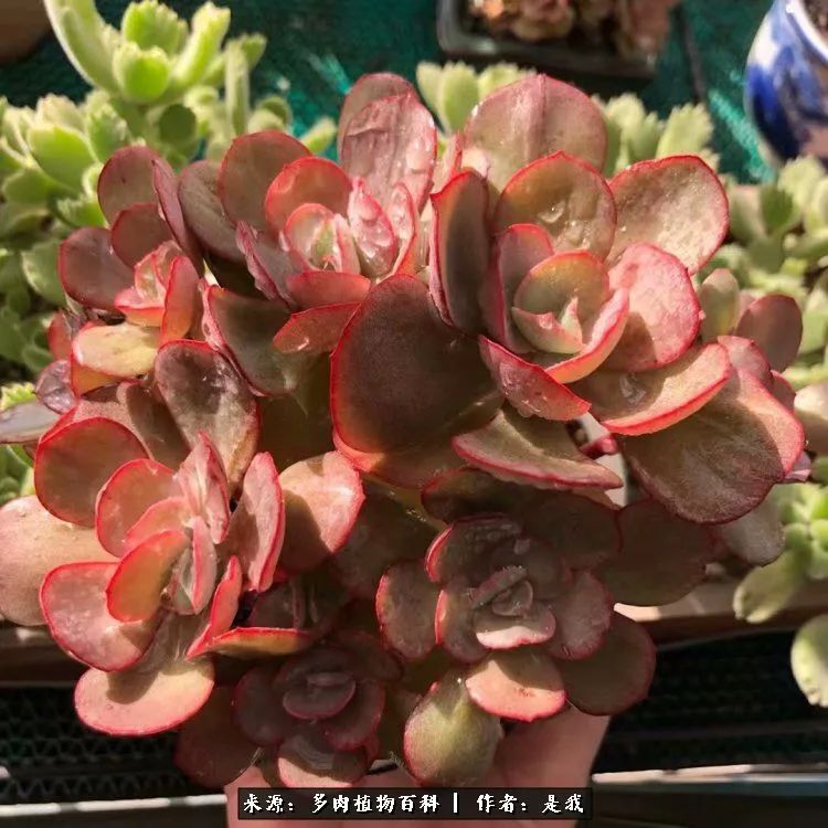 偶遇多肉的感言,偶遇山中多肉