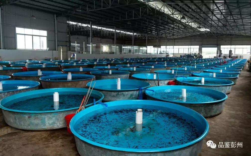 珍贵的鲟鱼子酱,顶级的鲟鱼子酱