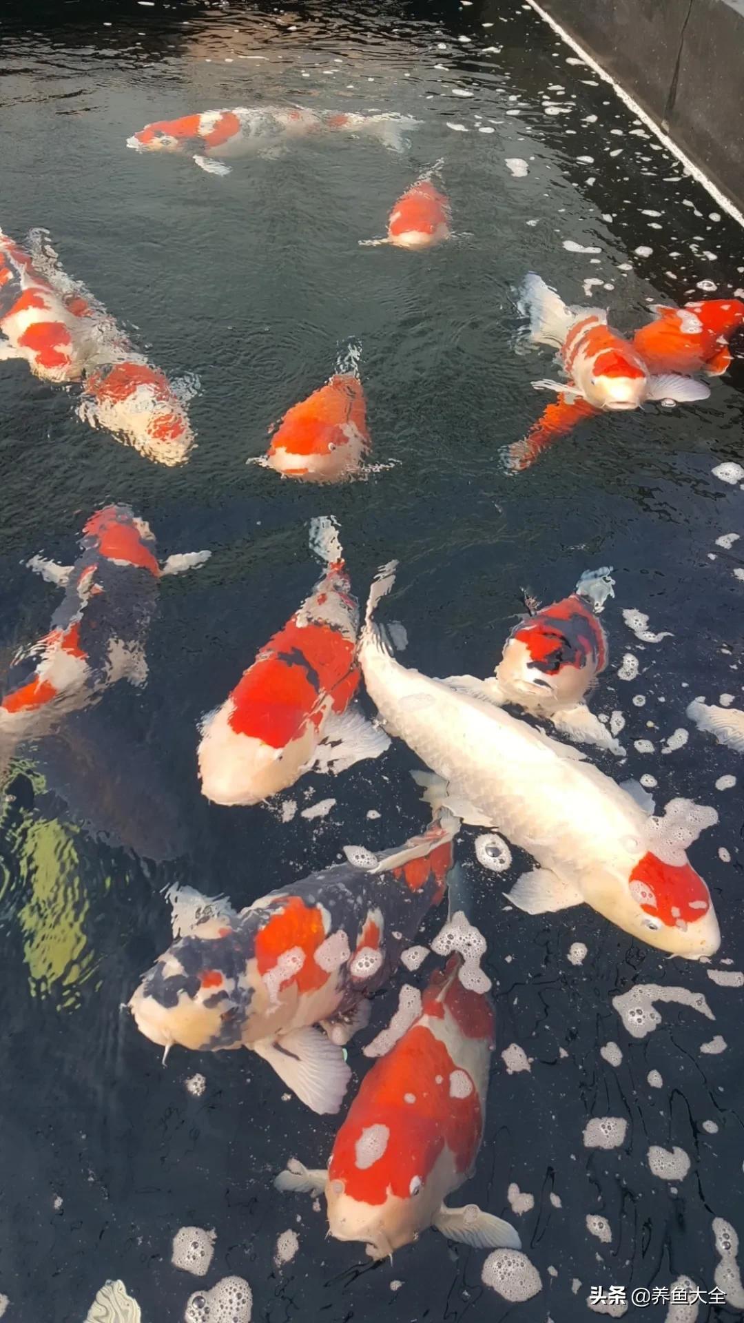 锦鲤喂多了会出现什么情况,锦鲤不养了怎么处理掉