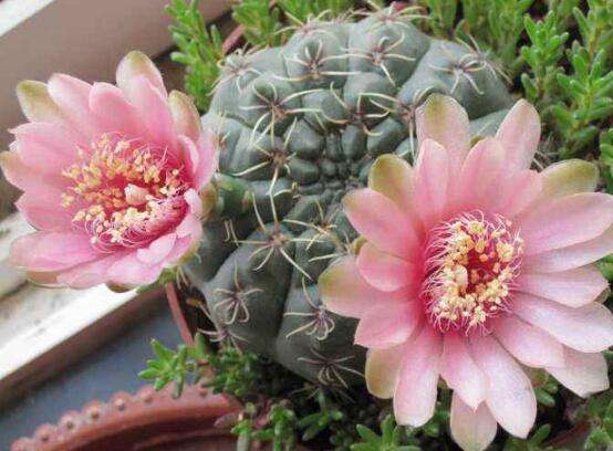 101仙人球,101个仙人球品种