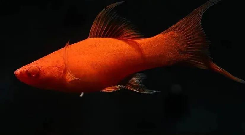 养观赏鱼新手入门教程,新手养观赏鱼养什么鱼好