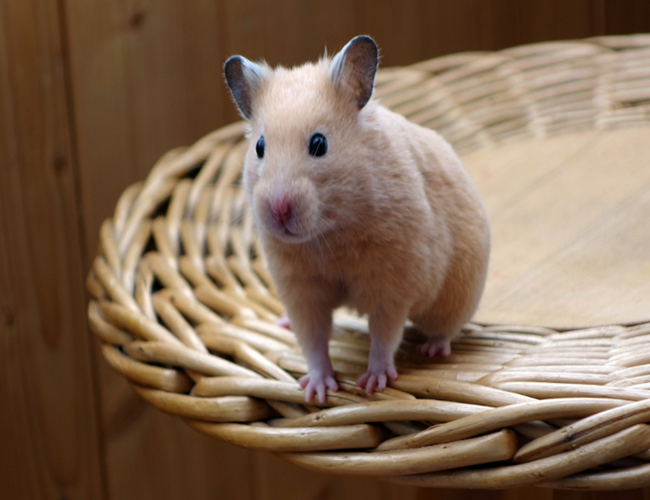 遛仓鼠要注意什么细节问题,仓鼠有必要遛吗为什么