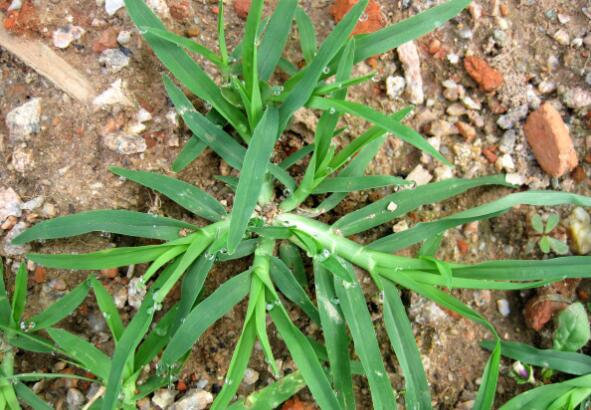 园林植物出现恶性杂草——牛筋草，怎么安全高效防除呢？