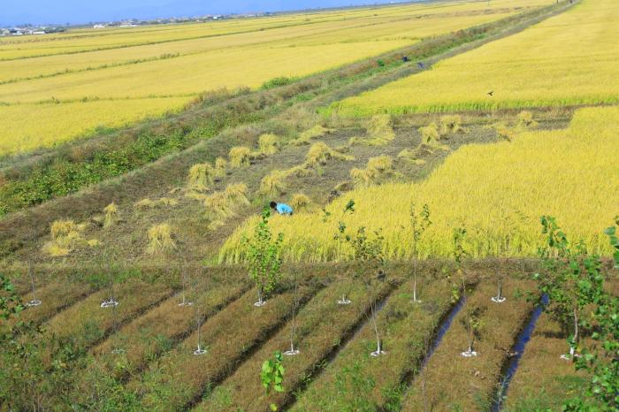 朝鲜乡下老木屋,朝鲜族农村民居图片