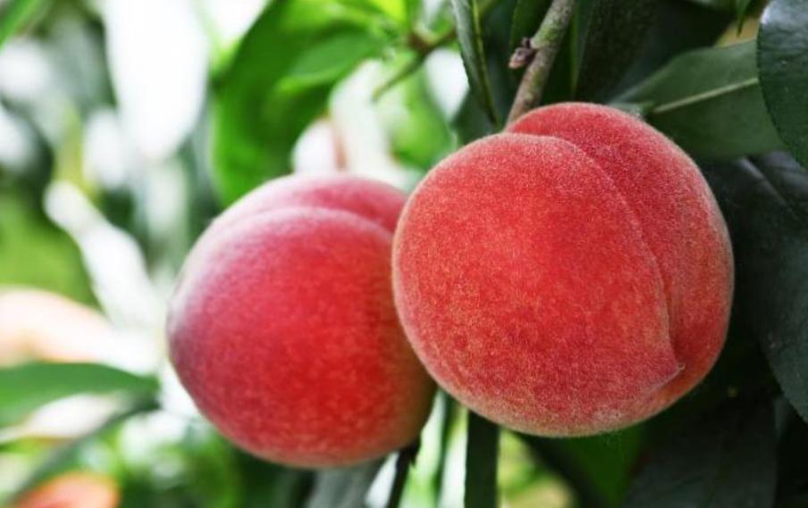 当季水果7-8月份有哪些好吃,七种当季水果价格表