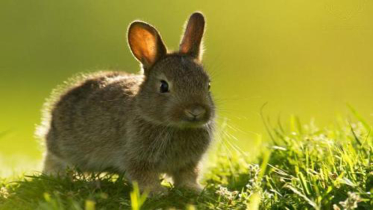 最全5种金属探测仪,小兔子探测仪