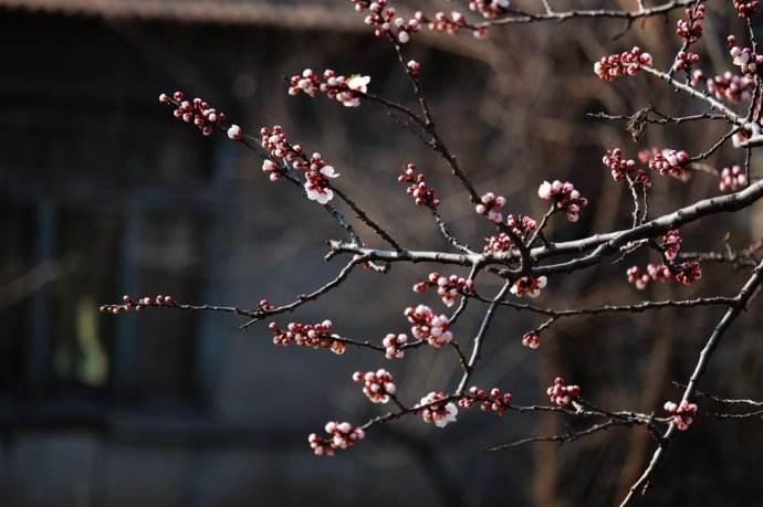 游园不值叶绍翁经典语录,叶绍翁游园不值的生动语言描写