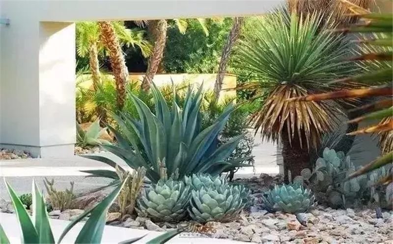 老外的多肉盆景惊艳了世界,多肉庭院美极了