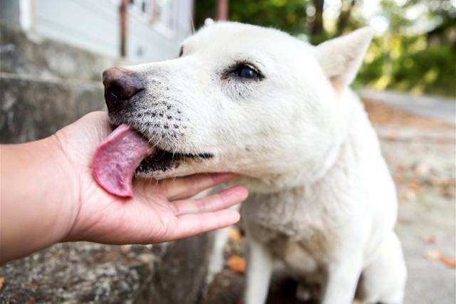狗狗喜欢舔你银镯子,狗狗喜欢舔你