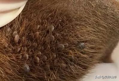 羊体内外寄生虫用什么驱虫药好,羊体表寄生虫的症状及防治方法