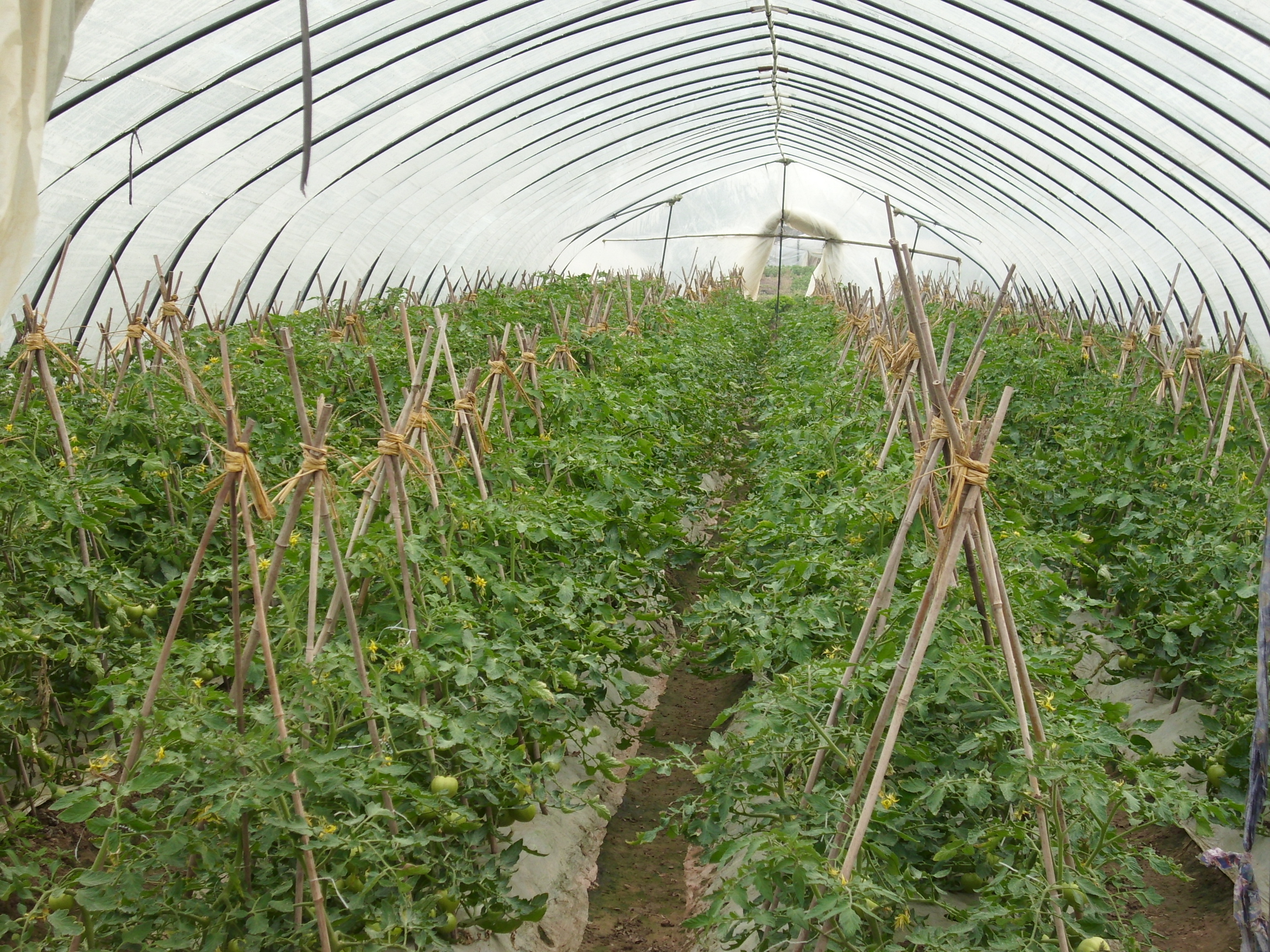 蔬菜卷叶发黄还有救吗,叶类蔬菜黄叶原因及防治方法