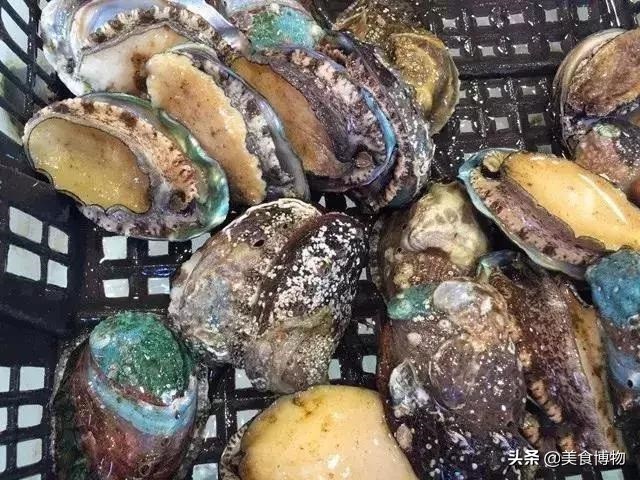 鲍鱼大全,带你认知全世界的鲍鱼(下)