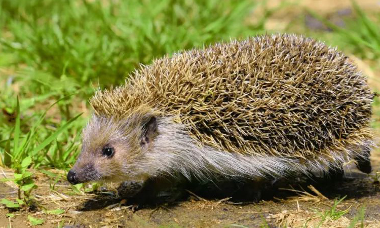 购买宠物用品需要什么,购买宠物须知