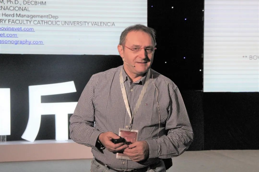 繁育母牛一年的利润,母牛如何做到一年一个犊