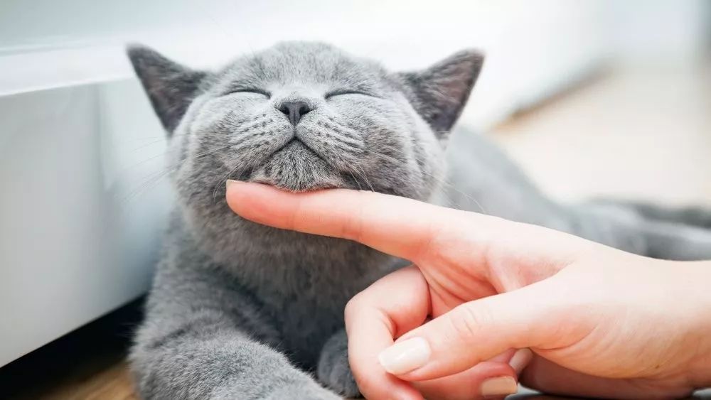 渴望猫粮适合什么样的猫咪吃,适合拉软便猫咪的猫粮