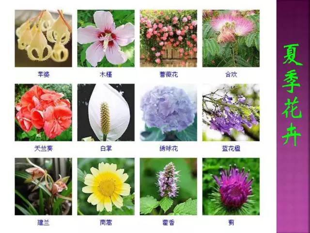 花卉大全500种观叶植物名称,1332种常见花卉植物图谱