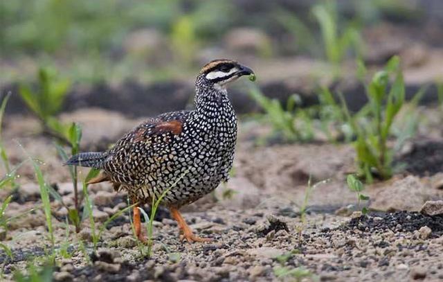 经济动物怎么饲养,饲养哪些动物可以赚钱