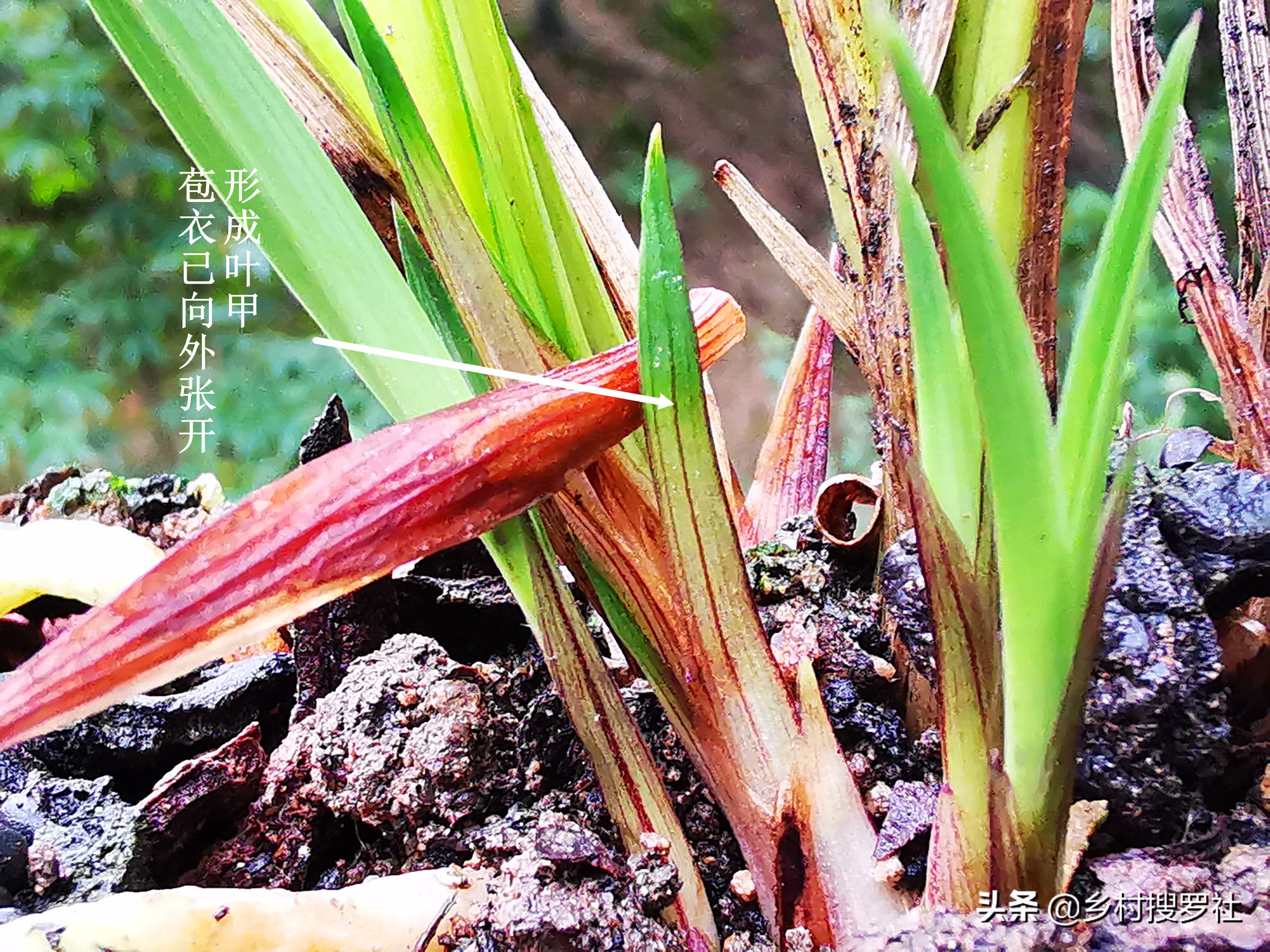 春兰蕙兰几月孕育花苞,春兰是不是只有春天才开花