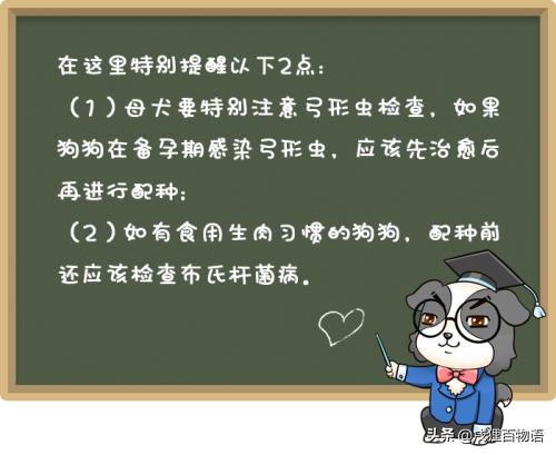 狗狗受孕前要注意什么,狗狗生育小知识