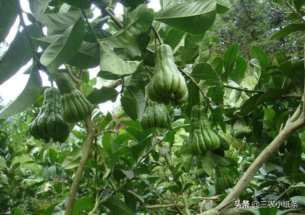 目前种植佛手柑还有前景吗,佛手柑怎么很少人种植