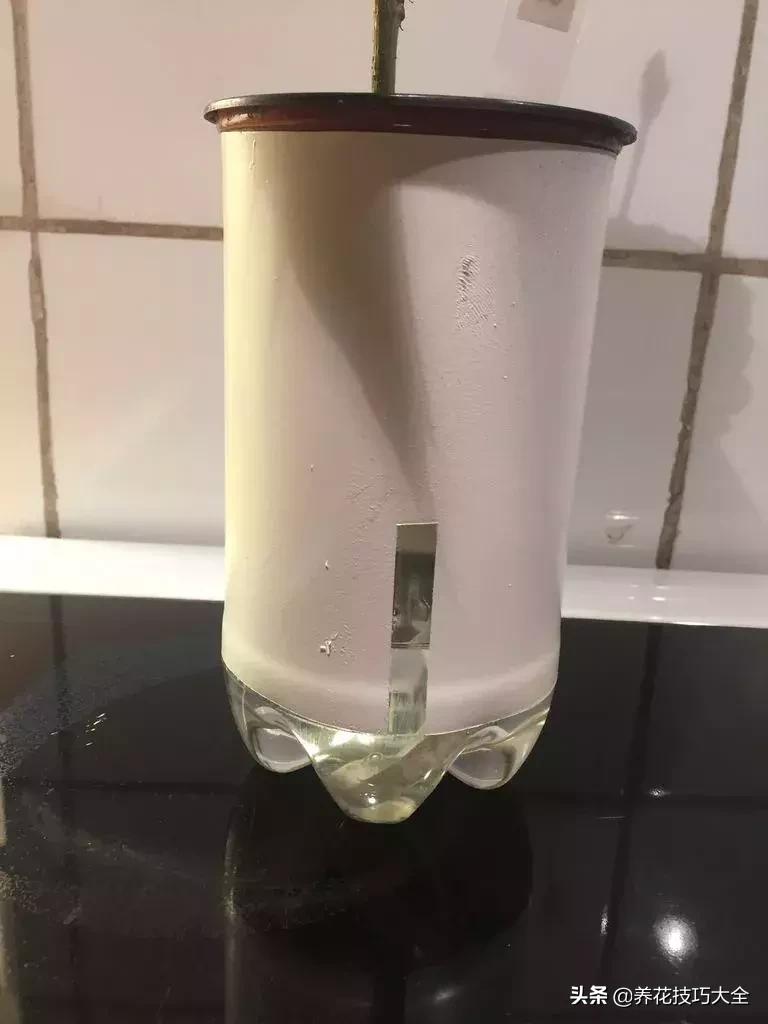 汽水瓶做花盆大全,用塑料瓶做花盆自动吸水
