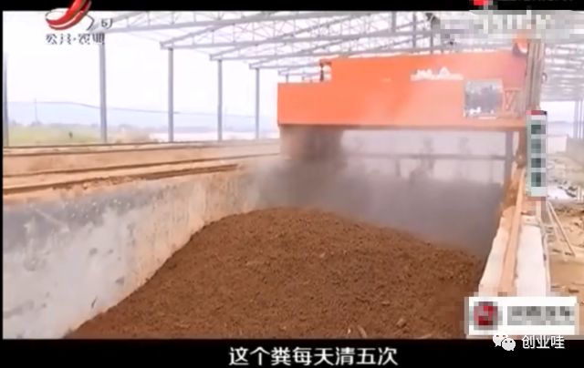 笼养鸭与散养鸭的优缺点,笼养鸭和笼养鸡