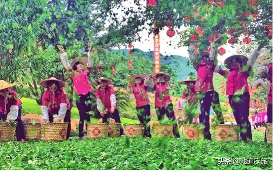 在乡村振兴中发挥雁阵效应,湖南鹊山模式培育乡村振兴领头雁