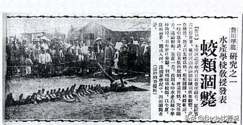 坠龙事件的龙是什么,近几年有发现龙存在吗