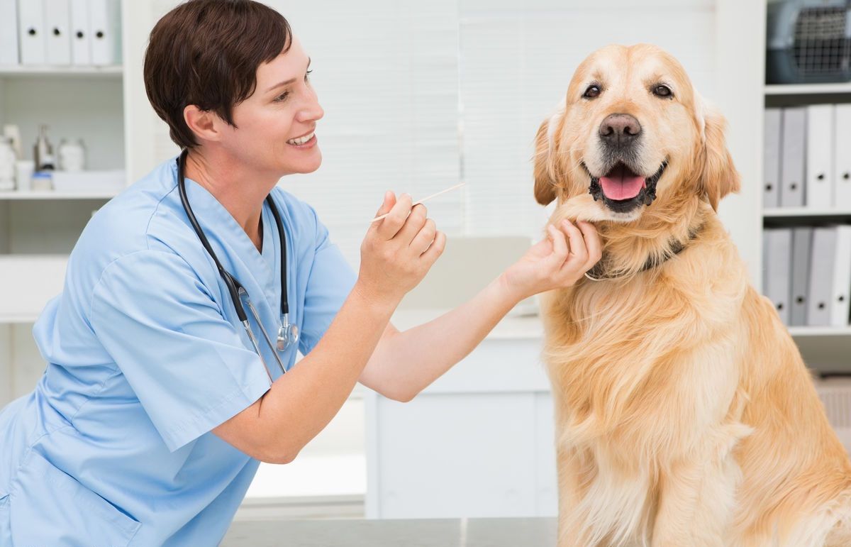 宠物dr设备品牌推荐,宠物医疗技术行业现状及发展趋势