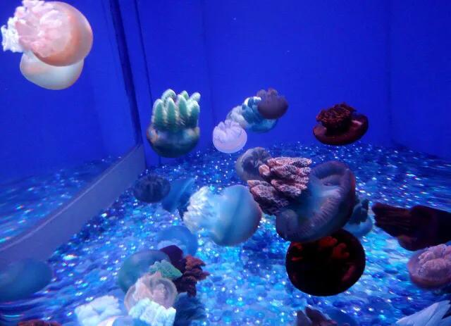 深圳十大暑假室内必去景点,深圳暑假值得带孩子旅游的地方