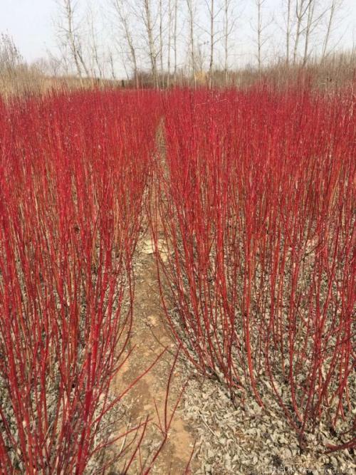 红瑞木观赏特性有哪些,黄瑞木是什么植物