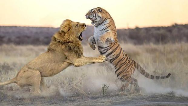老虎VS狮子,会碰撞出怎样的火花?打得真厉害