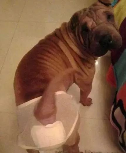 狗狗也会来姨妈嘛,狗狗来月经怎么办