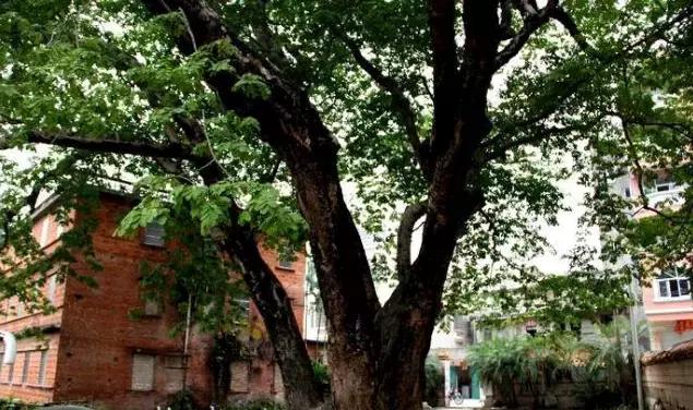 缅茄菩提子作用,缅茄菩提子怎么打孔