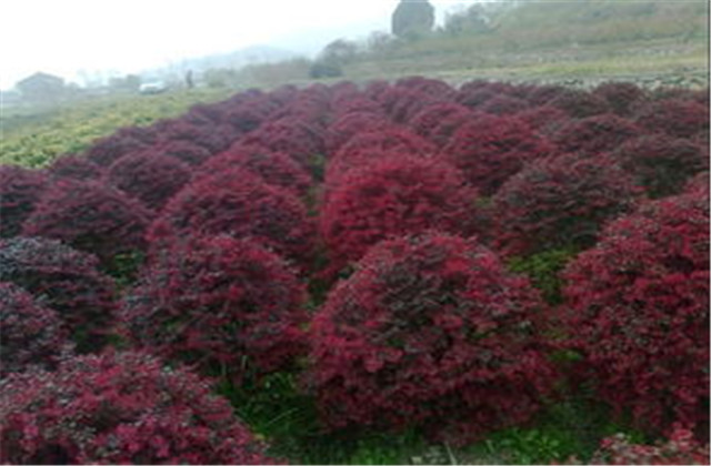 红檵木有多少种品种,红檵木优点缺点