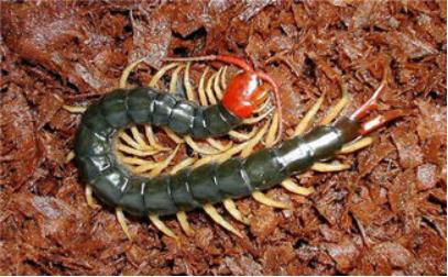 苗疆蛊毒，真的如人们口中所说的那样，望而生畏吗？