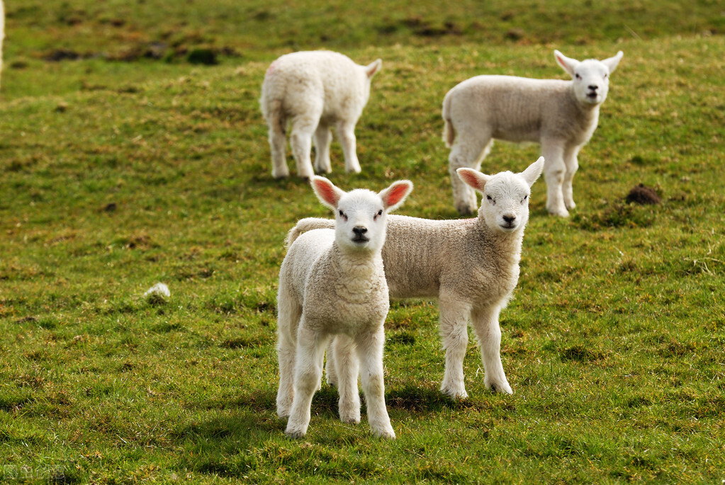 羔羊痢疾的流行特点,羔羊痢疾特效药大全