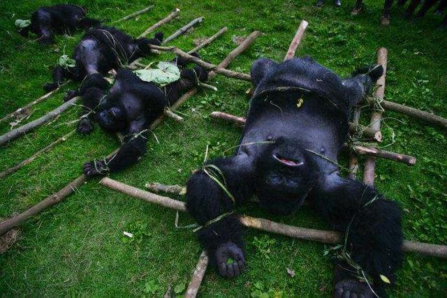 *行为性**传播艾滋病率很低，但艾滋病人比例却很高，为什么会这样？