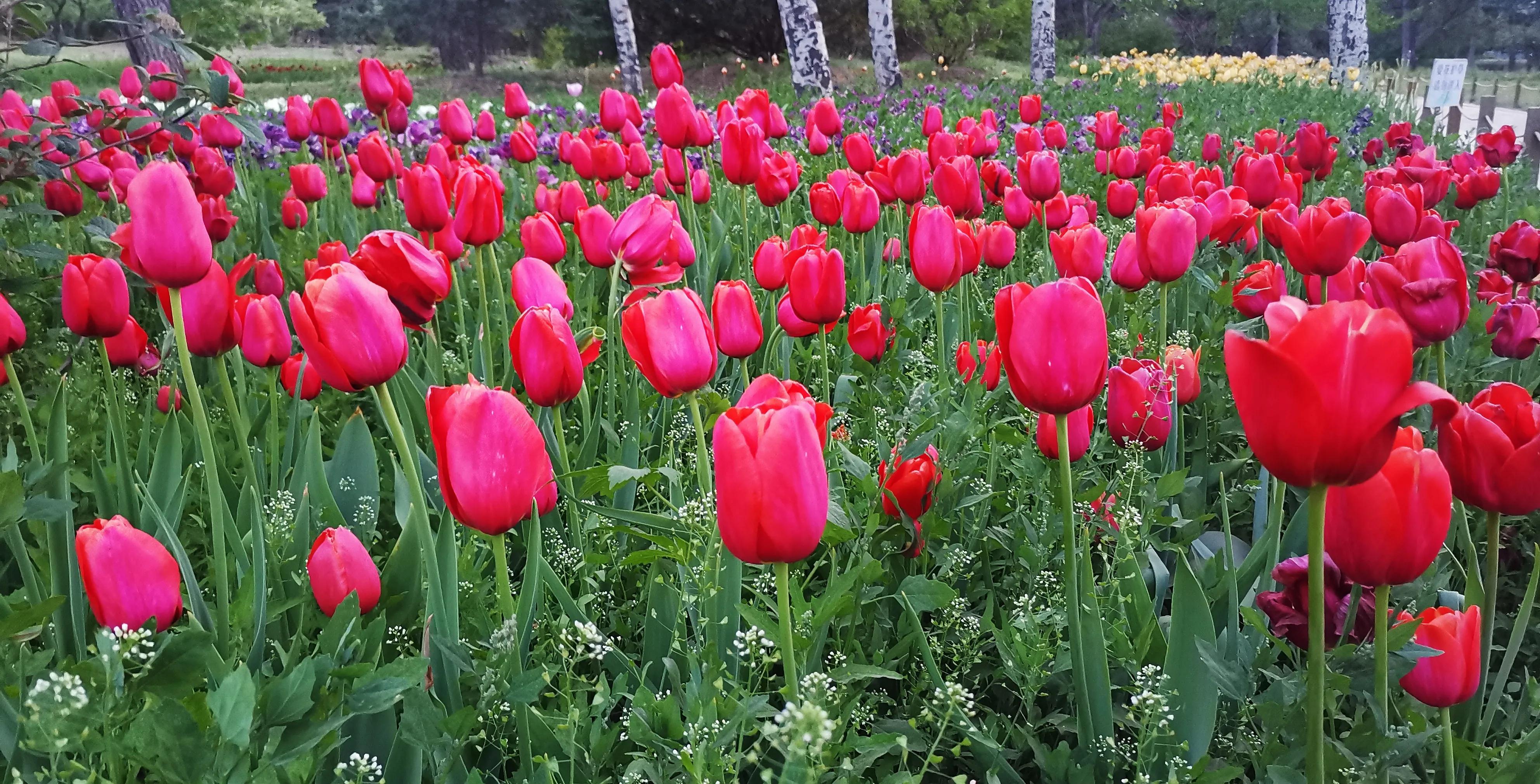 北京植物园牡丹园最佳观赏时间,北京牡丹花最佳观赏公园排名